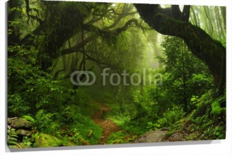 Lienzo Bosque verde fondoso